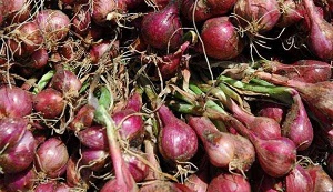 TEKNOLOGI BAWANG MERAH