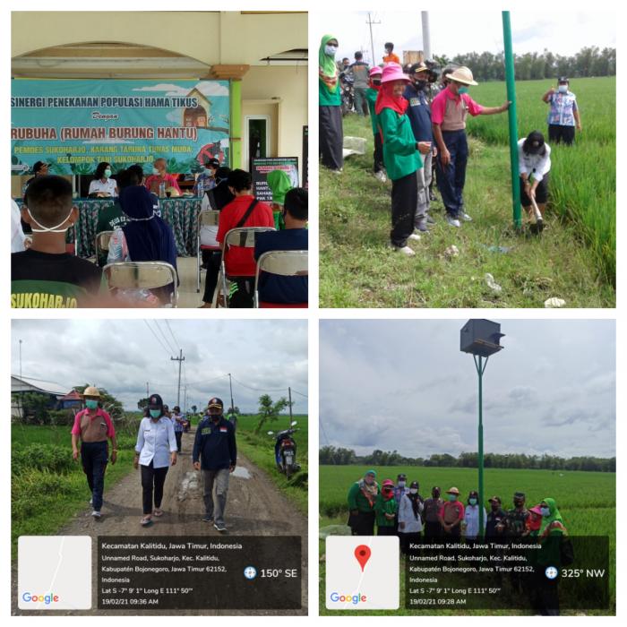 Sinergi Penekanan Populasi Hama Tikus Dengan Pemasangan Rubuha.