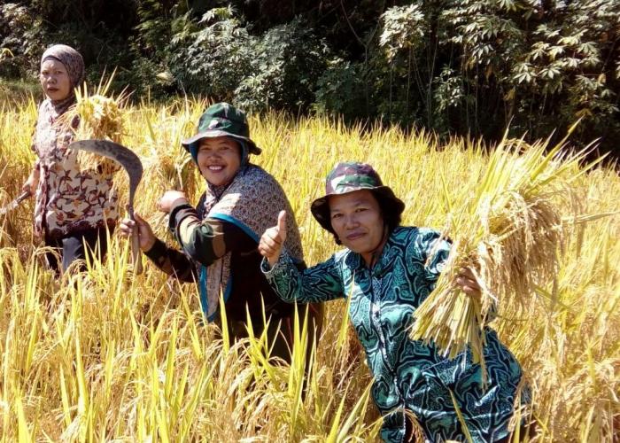 Bayar Panen Dengan Upah Hasil Panen (BAWON)
