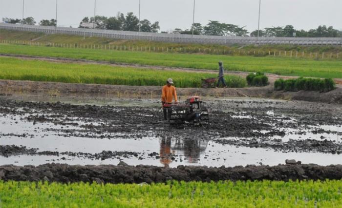 Varietas Padi Rawa tingkatkan produksi perberasan dalam negeri