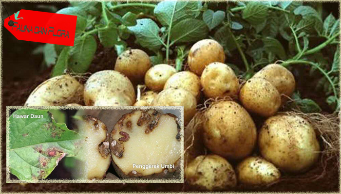 Jenis Hama Dan Penyakit Pada Tanaman Kentang