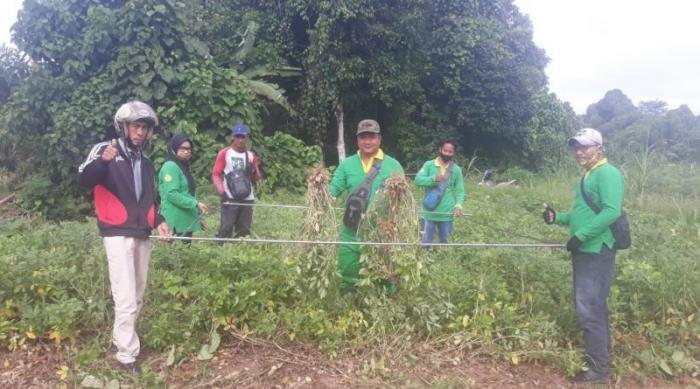 Bpp Kecamatan Sebuku : Budidaya Kacang Tanah Dapat Mensejahterakan Petani