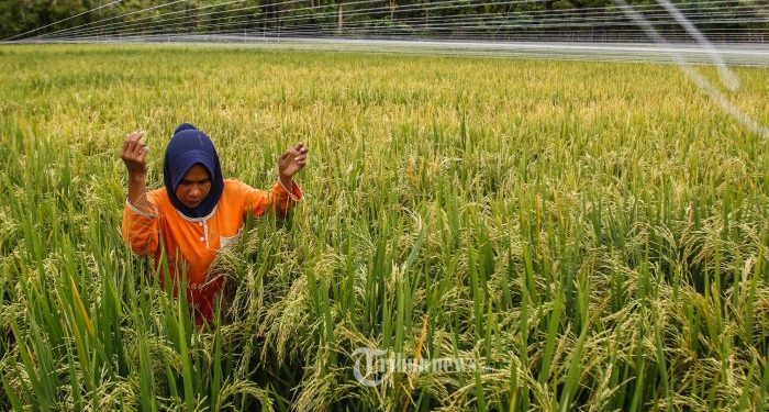 Memaknai Anggaran Untuk Ketahanan Pangan Nabati Dan Hewani