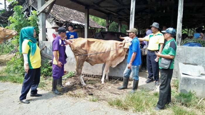 UPSUS SIWAB  â€œ SELAMATKAN POPULASI SAPI INDUKAN â€œ DI DS. PAKIS KEC. TROWULAN KABUPATEN MOJOKERTO