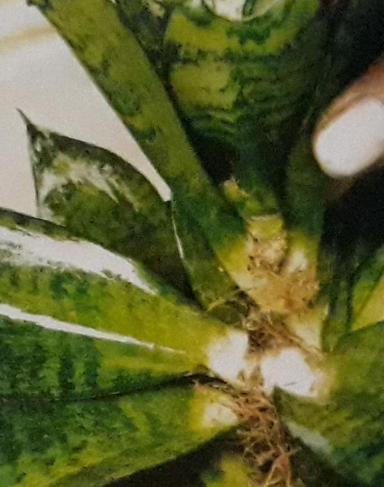 TEKNIK POTONG PUCUK TANAMAN SANSEVIERIA