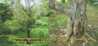 Membangkitkan Kejayaan Lada
