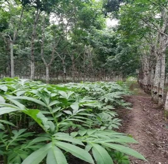 Pertanaman Jeruk dalam Pot (Tabulampot )