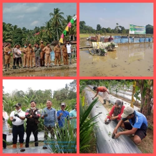 Hadapi Pandemi Covid-19 Kabupaten Sarolangun Prioritaskan Ekonomi Berbasis Pertanian Dalam P2dk 