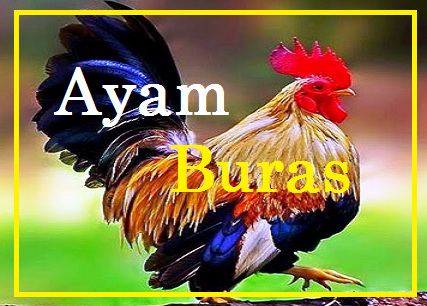 INTENSIFIKASI TERNAK AYAM BURAS