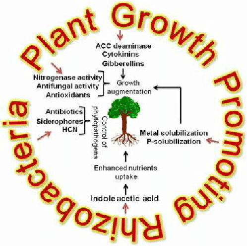 PGPR ( Plant Growth Promoting Rhizobakteria)