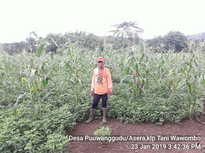 PERAN PENYULUH DALAM MENYUKSESKAN PROGRAM UPSUS PAJALE