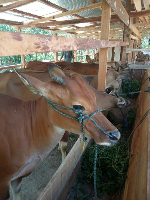 Tanda Ã¢â‚¬â€œ Tanda Sapi Hamil