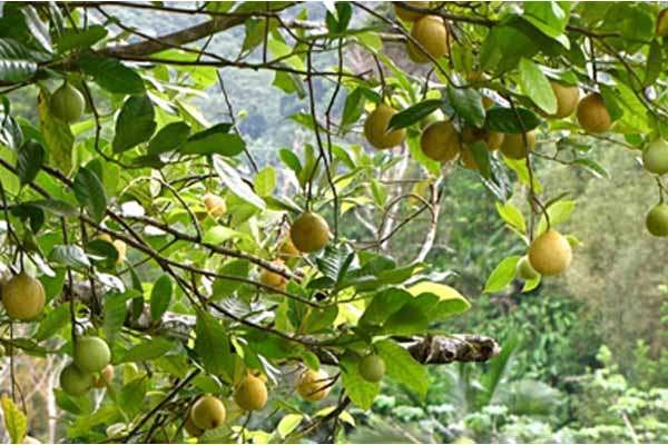 Peran Kelapa Sawit bagi Perkembangan Ekonomi Pedesaan:  Perbandingan antara Indonesia dan Ghana