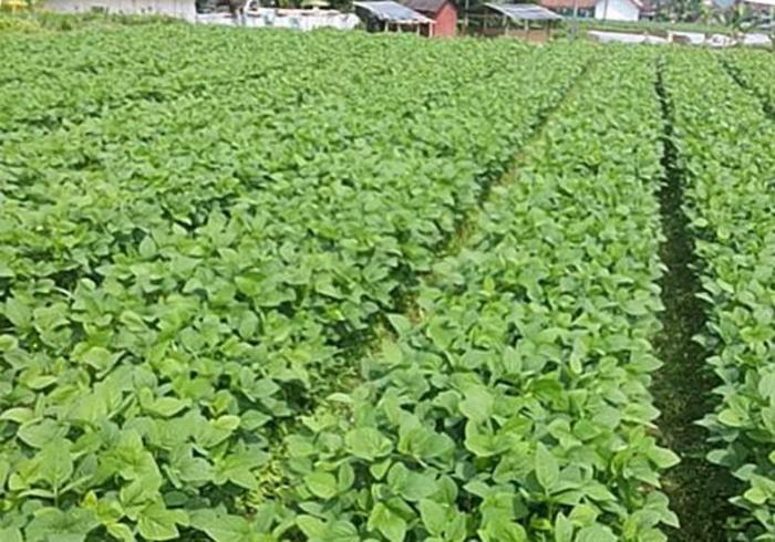 PENINGKATAN PRODUKSI PADI   MELALUI PERLINDUNGAN TANAMAN DARI GANGGUAN OPT
