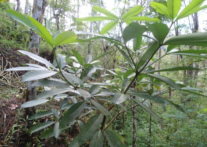 Pulai Tanaman obat dari hutan