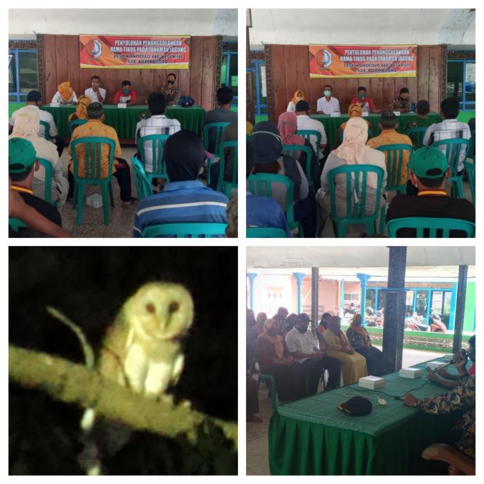 PENGENDALIAN HAMA TIKUS DENGAN MEMANFAATKAN MUSUH ALAMI BURUNG HANTU ATAU TYTO ALBA