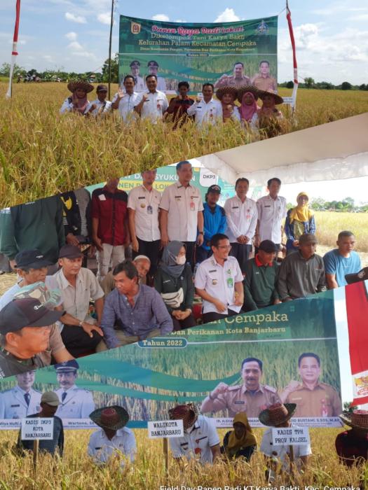 PANEN RAYA PADI LOKAL