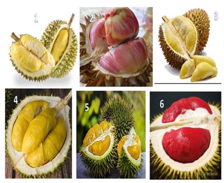 MENGENAL BEBERAPA JENIS DURIAN UNGGUL 