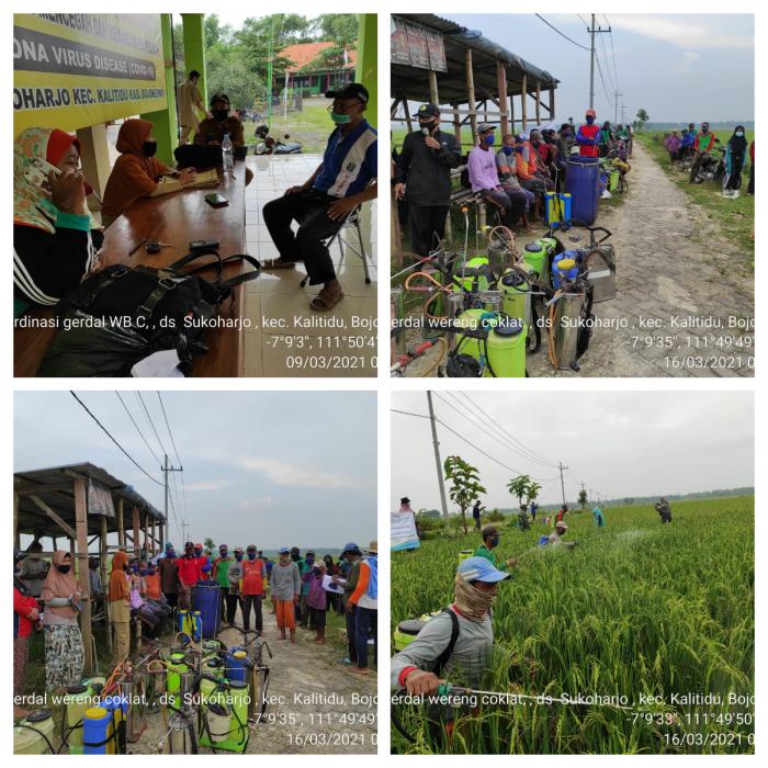 Gerakan Pengendalian WBC di Poktan Bangun Tani Desa Sukoharjo Kecamatan Kalitidu Kabupaten Jatim