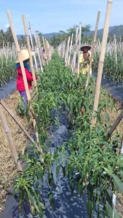 Pengendalian Penyakit Antraknosa Pada Cabe