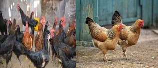 BAHAN ORGANIK PENYUBUR TANAMAN SAYURAN DAN AMAN DIKONSUMSI