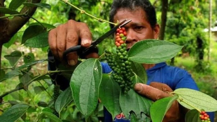 TEKNIK PENGEMBANGAN DAN PASCA PANEN JAHE MERAH  (Zingiber officinale var.rubrum)