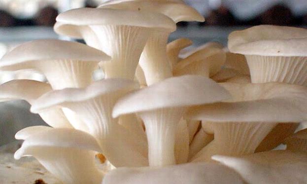 KEUNTUNGAN PENGENDALIAN PENYAKIT KUNING PADA TANAMAN LADA  MENGGUNAKAN BAKTERI ENDOFIT