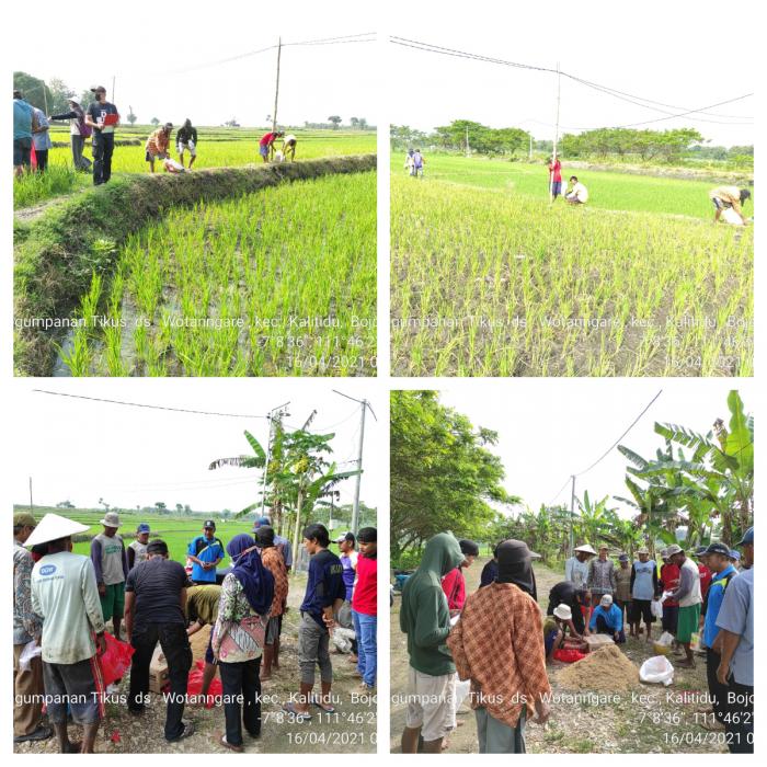 Kelompok tani Karya Tani Desa wotanngare Kecamatan kalitidu telah terjadi serangan OPT tikus ( RATTUS ARGENTIVENTER) 