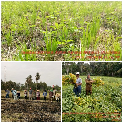 Cara Menanam Kedelai Yang Baik Di Sawah