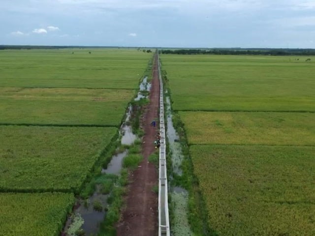 Tingkatkan Produksi Padi  Rawa dengan Inpara 