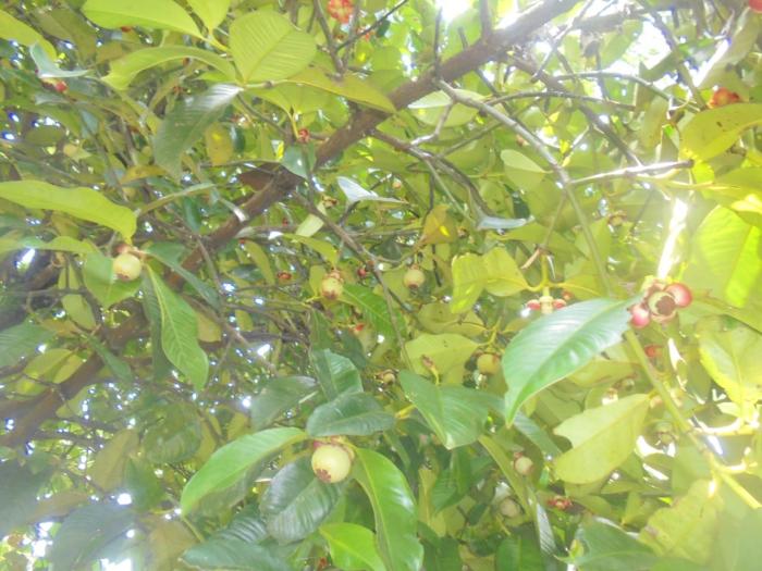 PERSIAPAN LAHAN BUDIDAYA MANGGIS (Garcinia mangostana L.)