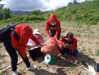 Pengambilan Ubinan Bawang Merah