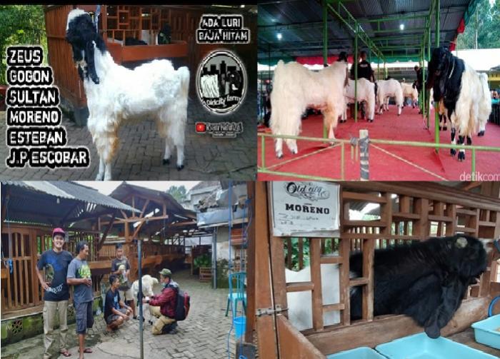 Perpaduan Budidaya dan Seni Kembangkan Kambing Etawa di Kota Malang