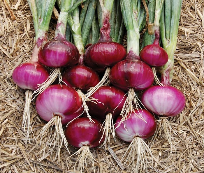 TEKNOLOGI BUDIDAYA BAWANG MERAH DENGAN BIJI