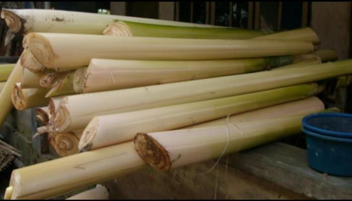 Meraup Rupiah Dari Bonggol Pisang
