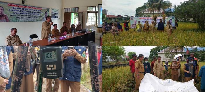 Farmer Field Day dan Panen Perdana Kegiatan Demplot Budidaya Padi di Wilayah BPP Kec. Sungai Pandan Kab. HSU Bersama Dinas Tanaman Pangan dan Hortikultura Provinsi Kalimantan Selatan