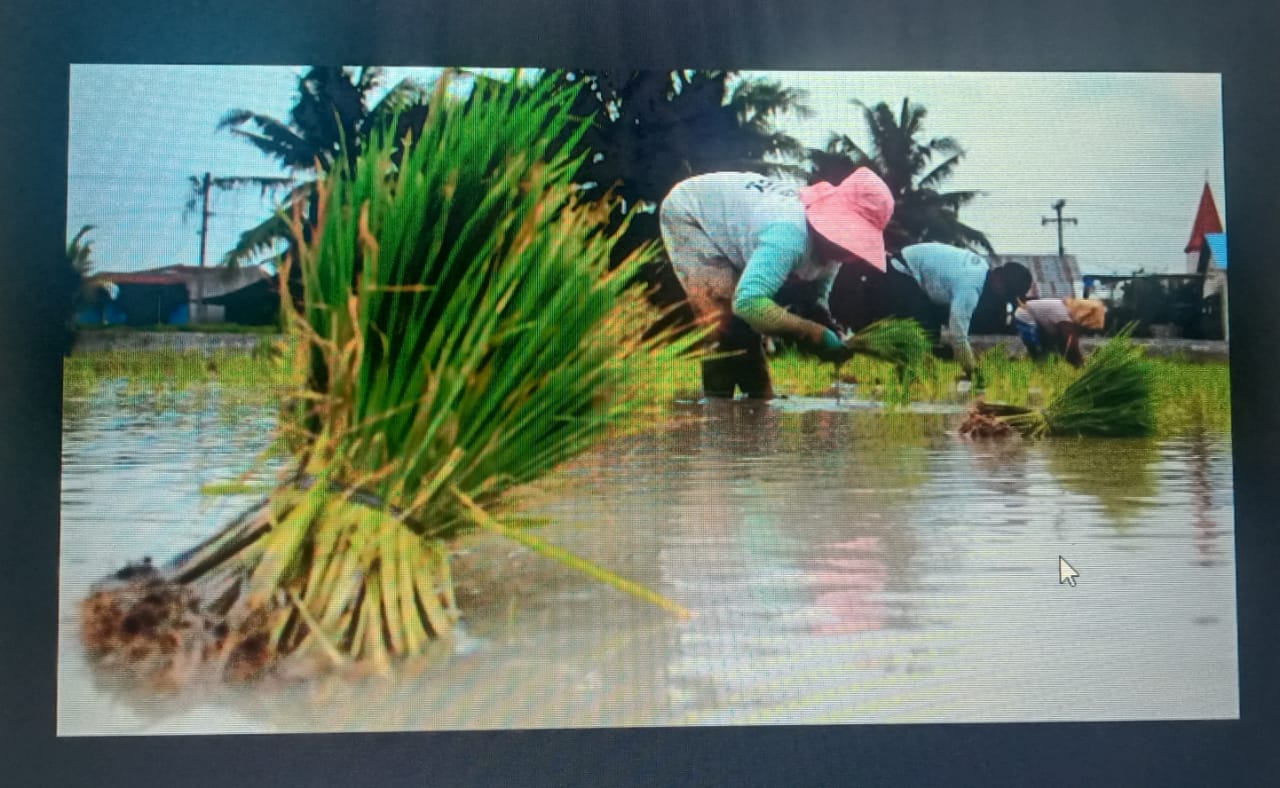 OPTIMALISASI KETAHANAN PANGAN MELALUI DIFERENSIASI TATA LETAK TINGKAT DESA