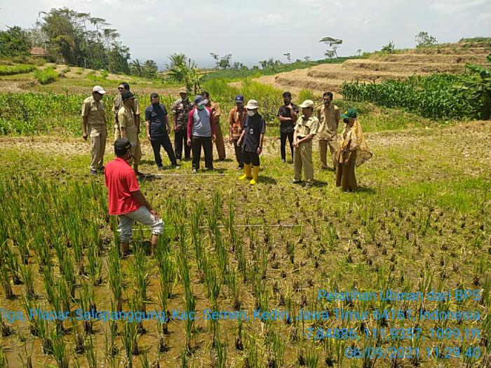 Antusiasme Peserta Pelatihan Ubinan Tanaman Pangan Untuk Petugas Ppl Dan Petani Di Kecamatan Semen