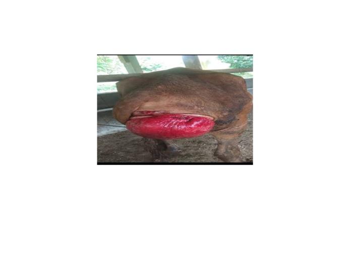 PROLAPSUS UTERI (BROYONG) PADA SAPI POTONG 