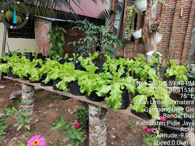 SELADA DI PEKARANGAN