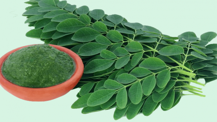 PEMANFAATAN DAUN KELOR SEBAGAI BAHAN PAKAN TERNAK