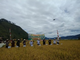 Panen Bersama Varietas Invari 28 Di  Toweren