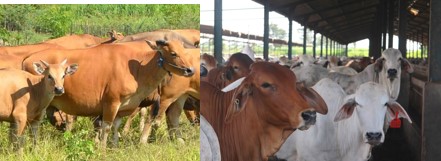PEMENUHAN BENIH JAGUNG HIBRIDA VARIETAS UNGGUL BERSERTIFIKAT MELALUI PENGEMBANGAN BENIH SUMBER