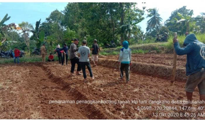 Penanaman Penangkar Kacang Tanah Varietas Dua Kelinci