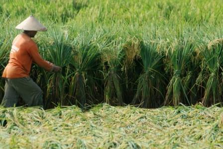 UPAYA OPTIMALISASI LAHAN  MELALUI TUMPANGSARI PADI GOGO DAN KEDELAI 