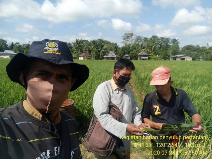 Hama Dan Penyakit Pada Tanaman Padi