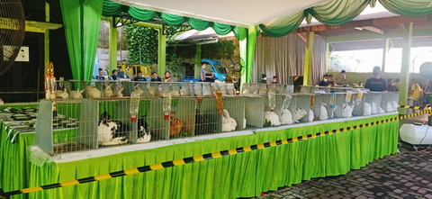 Gandrung Terwelu, Gelaran Kontes Kelinci Speciality New Zealand Kerjasama Disperpa-republik Terwelu