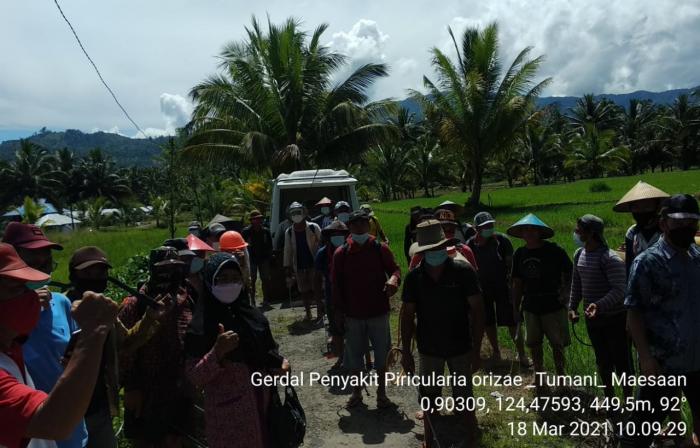 Perangi OPT  Pyriculariaoryzae, Amankan Produksi Padi Sawah Kabupaten Minahasa Selatan