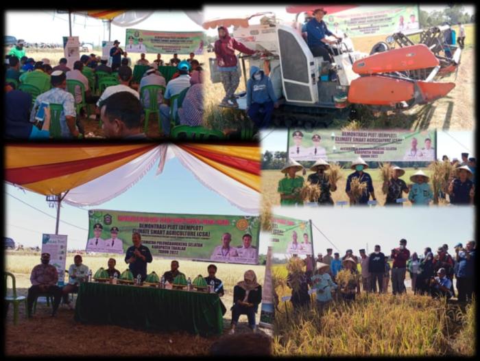 Farmer Field Day (FFD) Dan Panen Raya Demplot Climate Smart Agriculture (CSA)