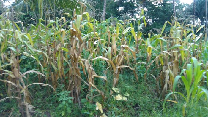 Panen jagung 